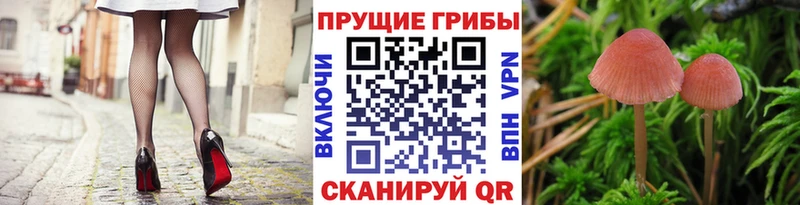 Галлюциногенные грибы Psilocybe  Полтавская 